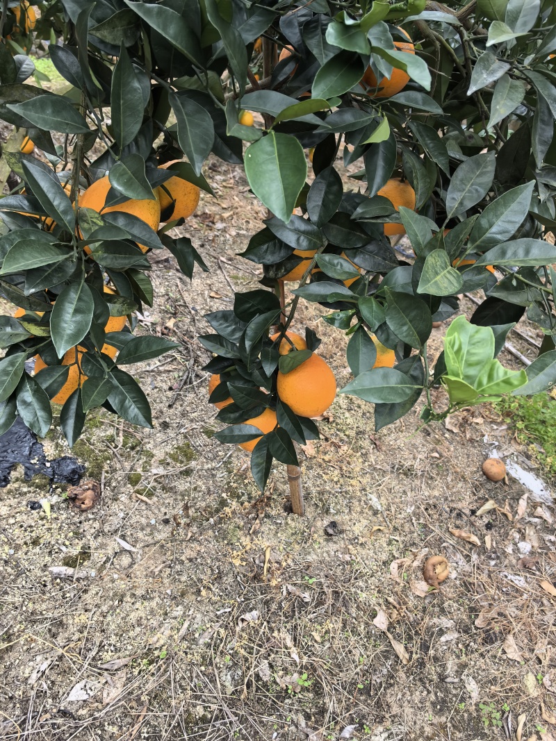 赣南脐橙