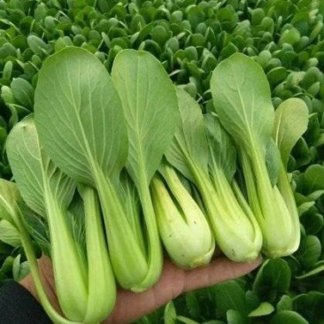 新鲜蔬菜上海青大青叶口感好营养丰富价格实惠量大价优品质保