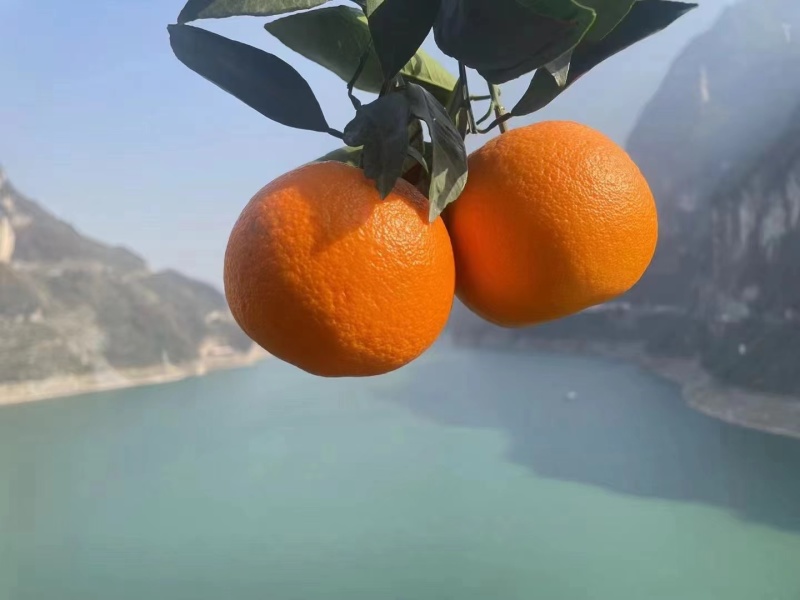 九月红脐橙电商秭归脐橙产地直发一手货源