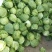 精品平包菜扁包菜湖北包菜品质好耐运输价格实惠欢迎选购