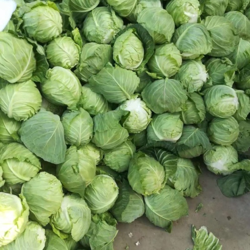 精品平包菜扁包菜湖北包菜品质好耐运输价格实惠欢迎选购