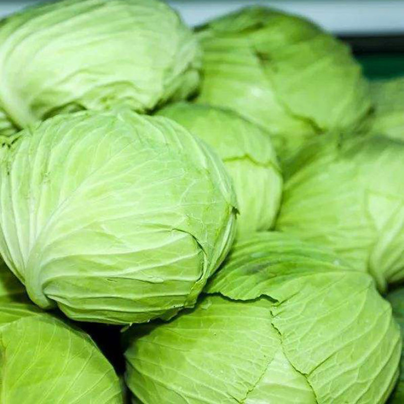 精品平包菜扁包菜湖北包菜品质好耐运输价格实惠欢迎选购
