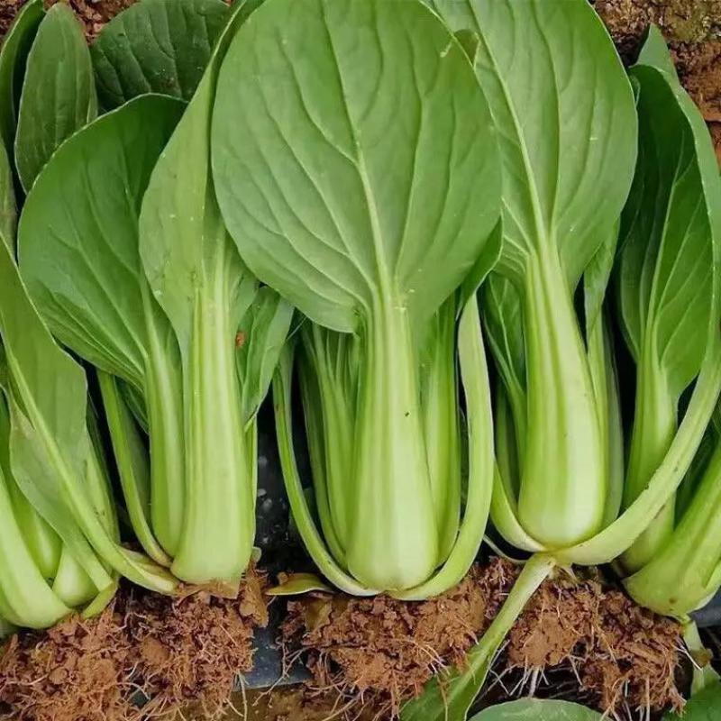 新鲜蔬菜上海青大青叶口感好营养丰富价格实惠量大价优品质保