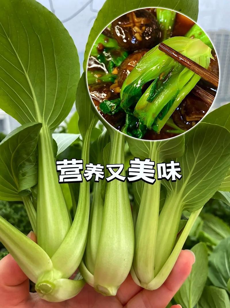 新鲜蔬菜上海青大青叶口感好营养丰富价格实惠量大价优品质保