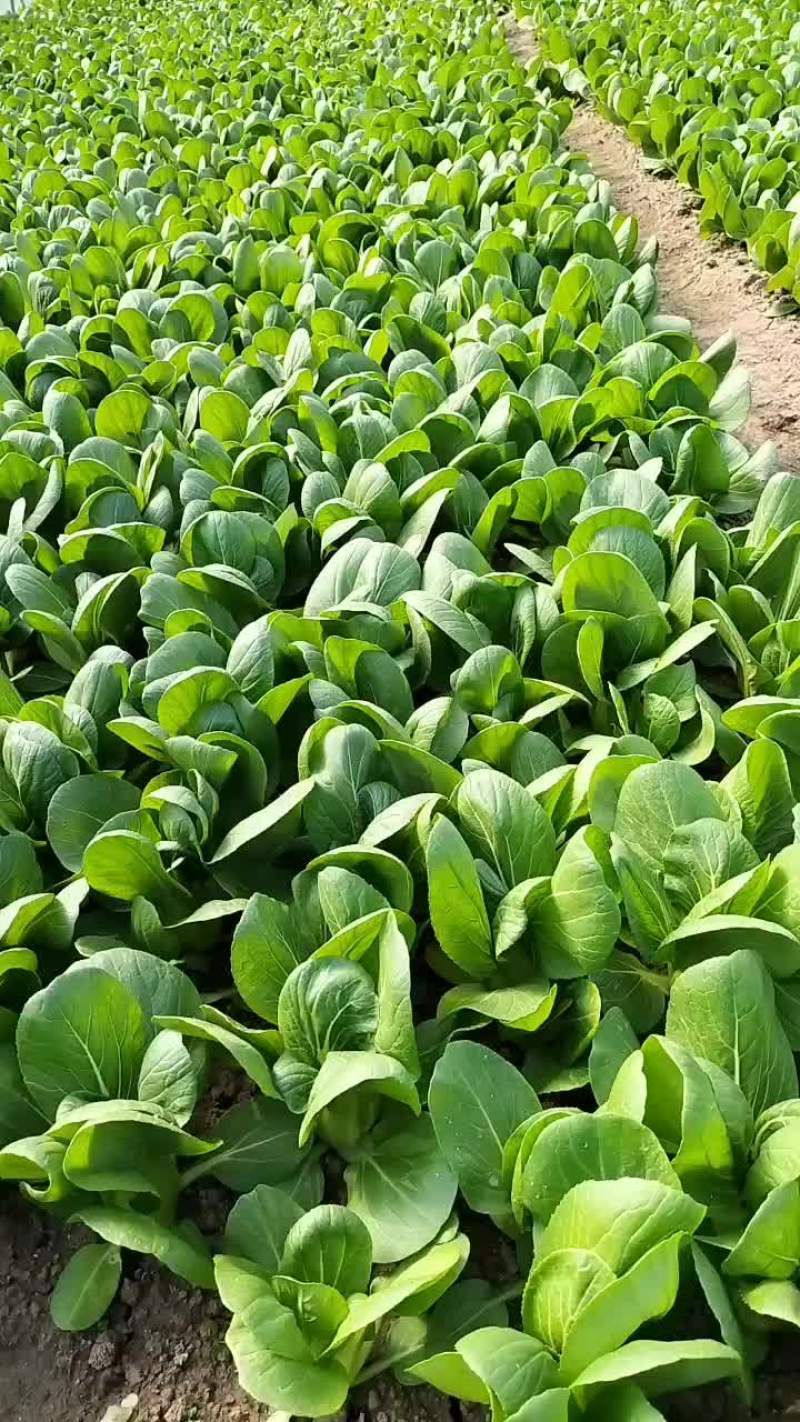 新鲜蔬菜上海青大青叶口感好营养丰富价格实惠量大价优品质保