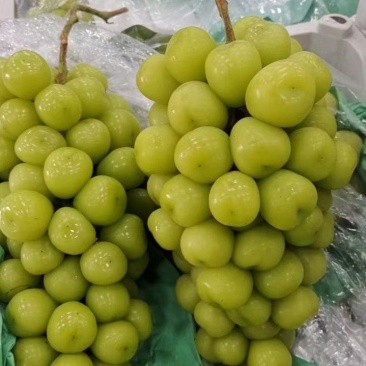 陕西渭南阳光玫瑰大量上市货源充足可视频看货长期供应