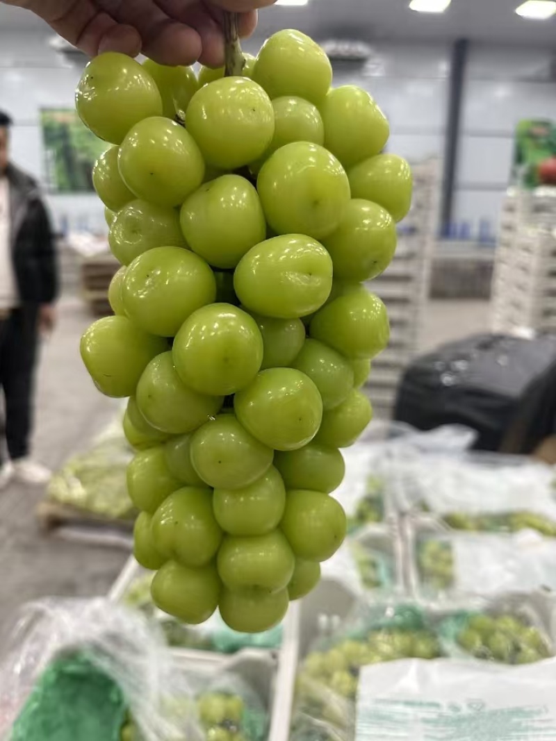 陕西渭南阳光玫瑰大量上市货源充足可视频看货长期供应