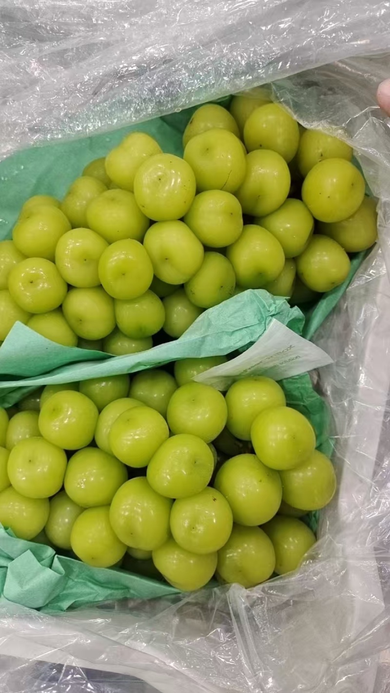 陕西渭南阳光玫瑰大量上市货源充足可视频看货长期供应