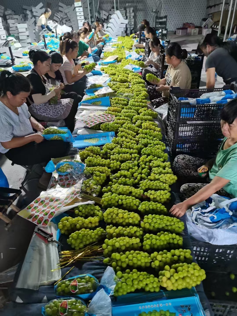 陕西渭南阳光玫瑰大量上市货源充足可视频看货长期供应