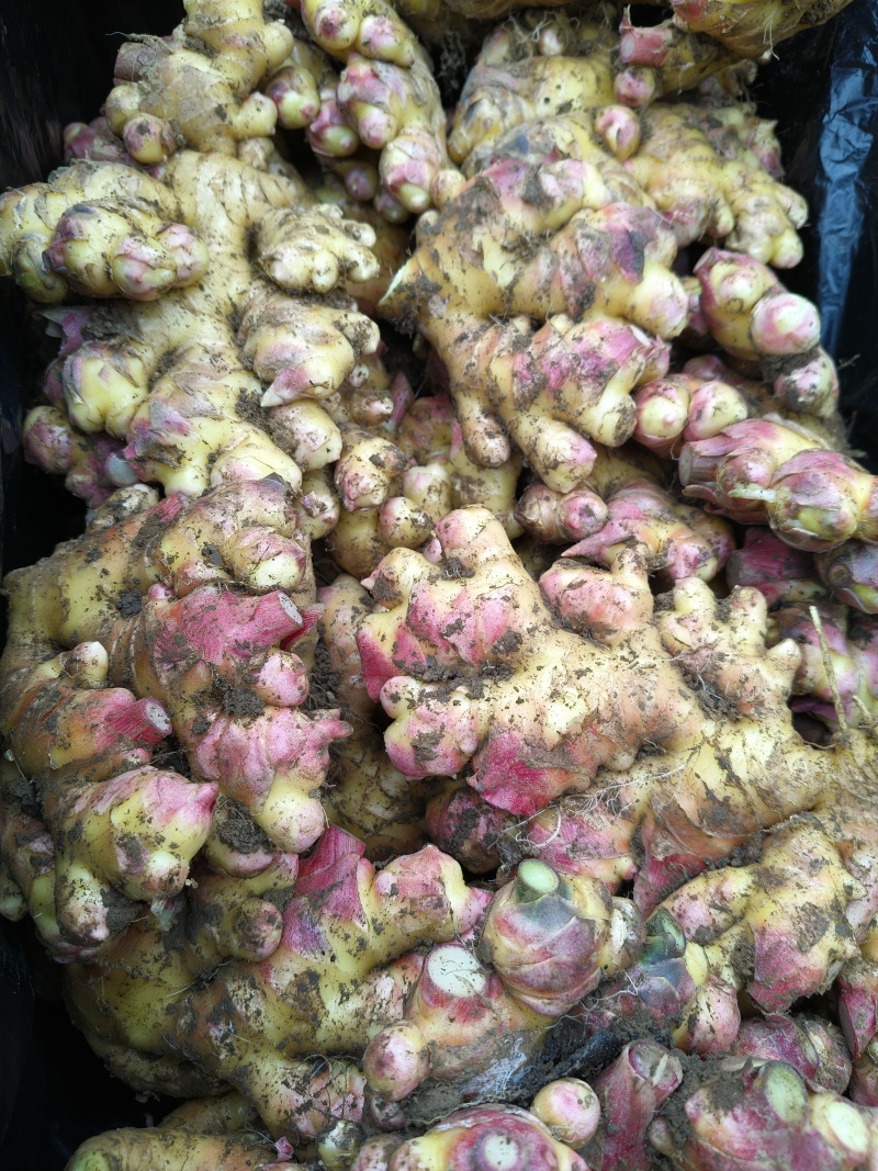 贵州小黄姜，云南小黄姜，市场，电商，现挖现发