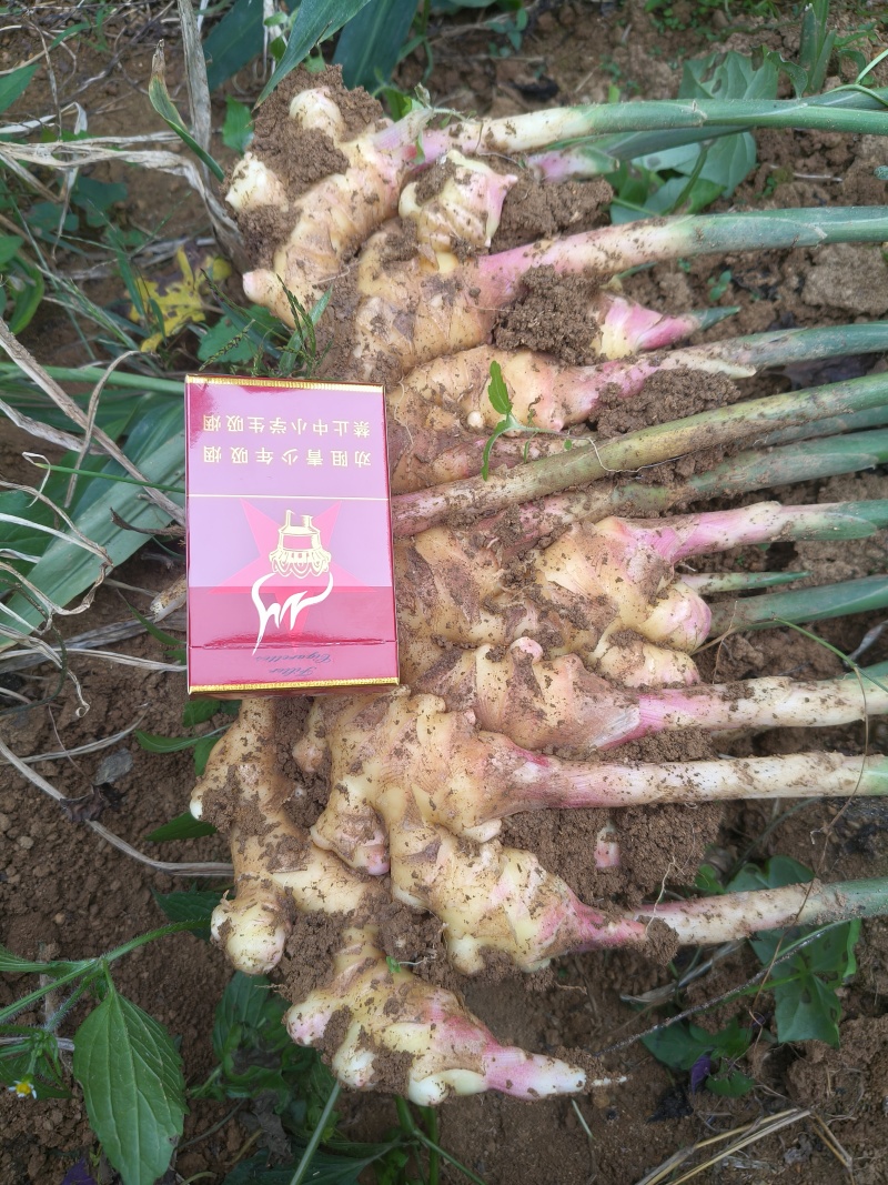 贵州小黄姜，云南小黄姜，市场，电商，现挖现发