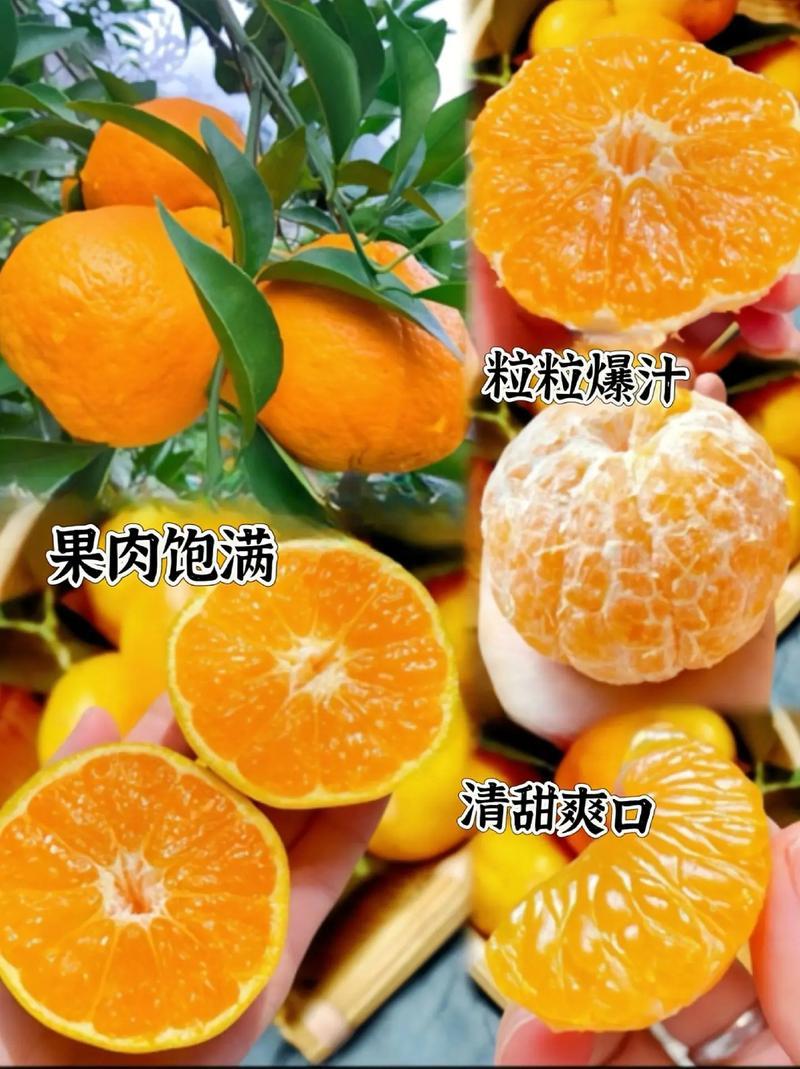 精选四川眉山耙耙柑春见柑桔果肉饱满口感好价格实惠欢迎选购