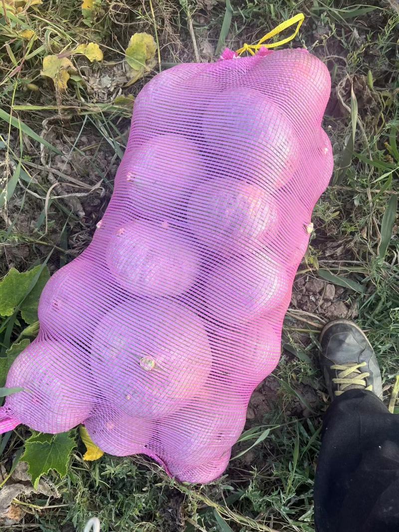 新疆银栗南瓜