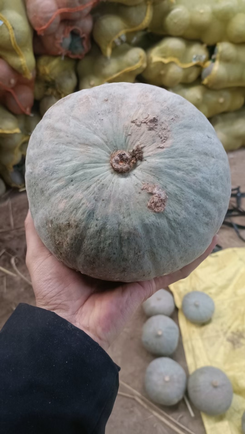新疆银栗南瓜