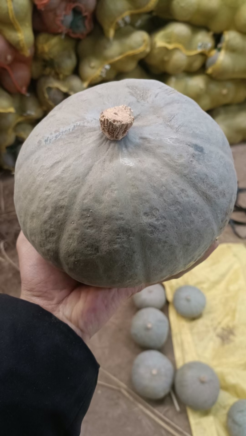 新疆银栗南瓜