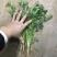 【精品推荐】优质铁杆青香菜净菜毛菜可视频看货选购