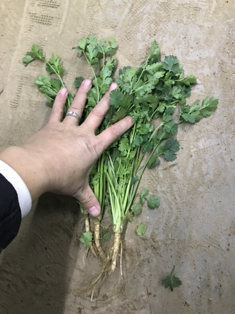 【精品推荐】优质铁杆青香菜净菜毛菜可视频看货选购