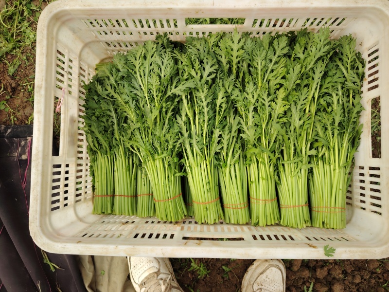 精品小叶茼蒿，质量好不空心卖相好好