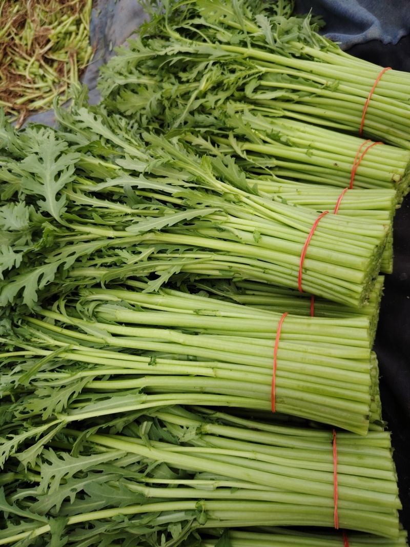 精品小叶茼蒿，质量好不空心卖相好好