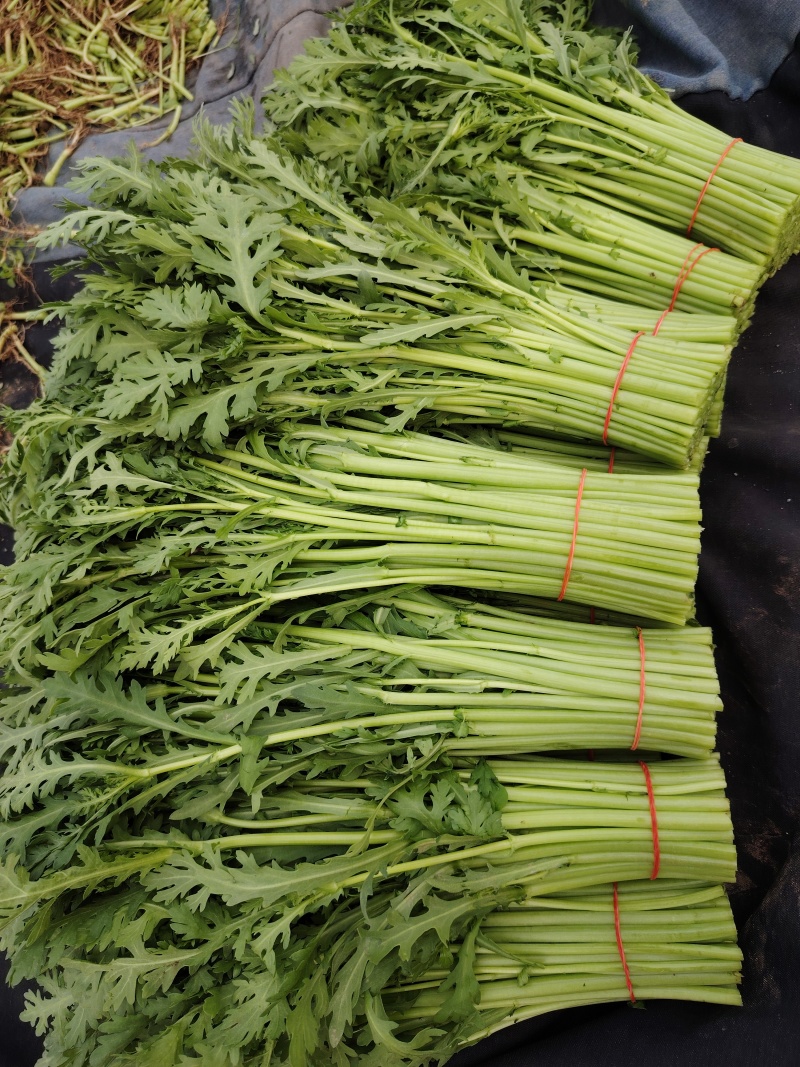 精品小叶茼蒿，质量好不空心卖相好好