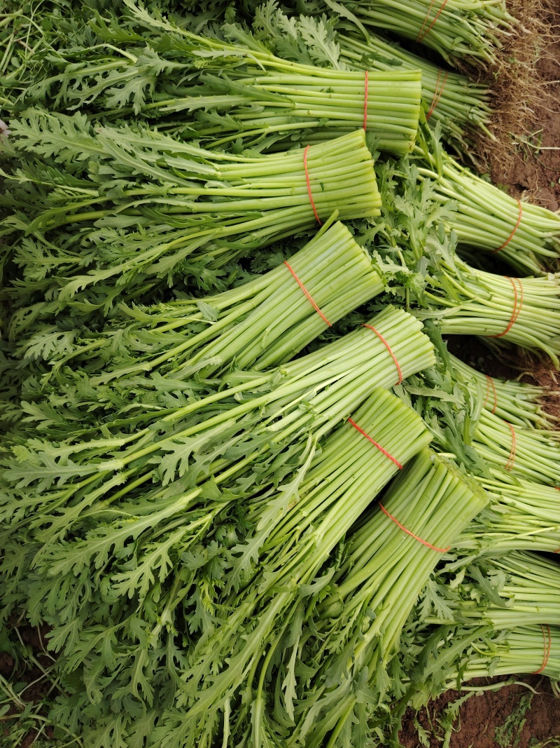 精品小叶茼蒿，质量好不空心卖相好好