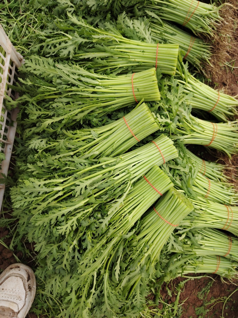 精品小叶茼蒿，质量好不空心卖相好好