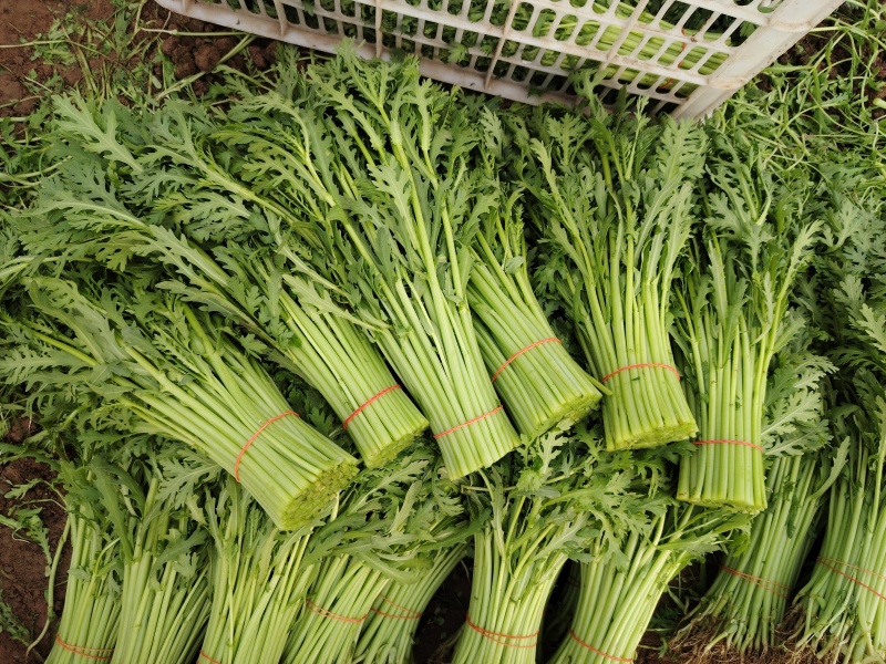 精品小叶茼蒿，质量好不空心卖相好好