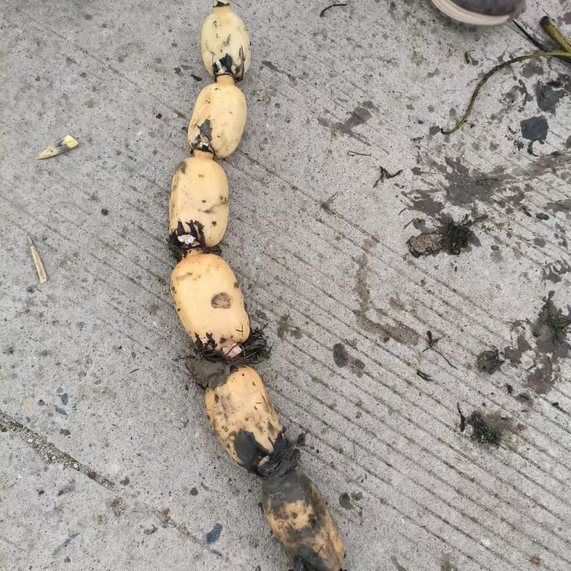 城固县千亩莲藕，白藕基地出货。一手货源，对接商超。全国发