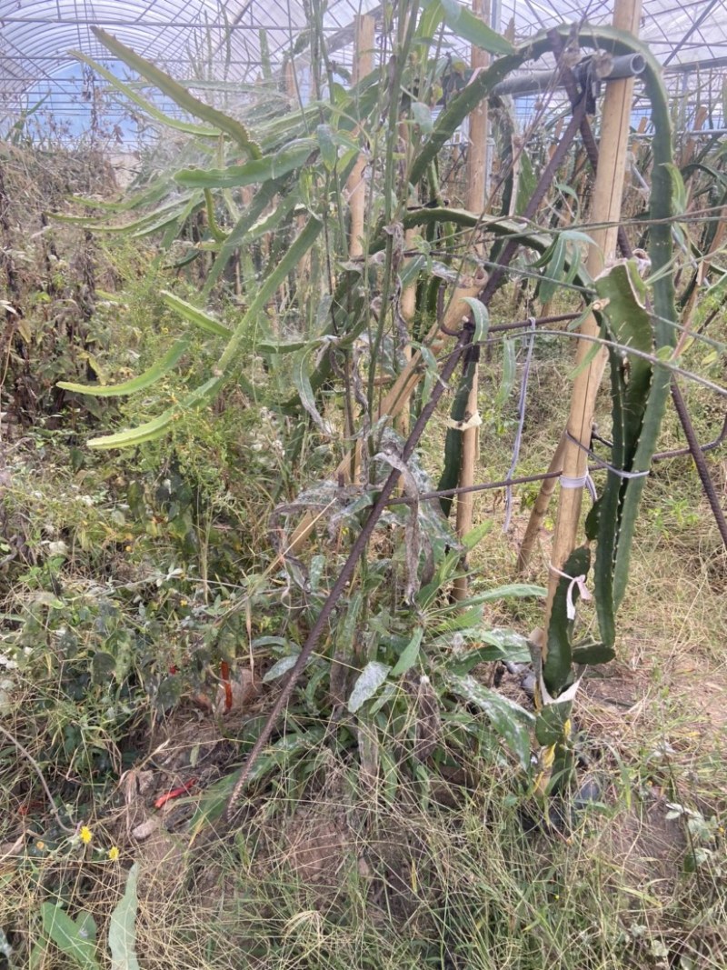 火龙果燕窝果苗转让