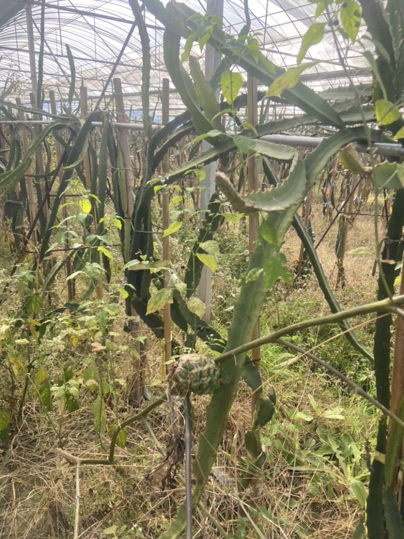 火龙果燕窝果苗转让
