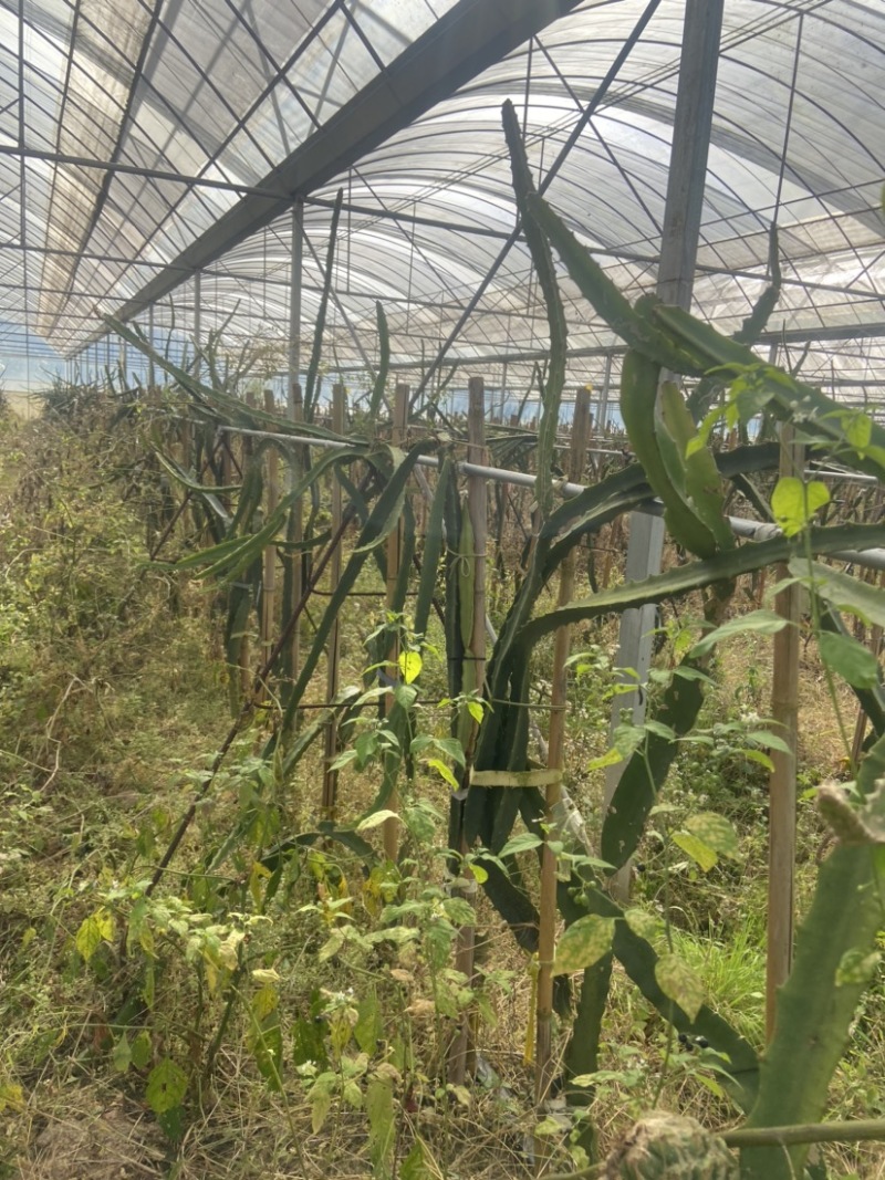 火龙果燕窝果苗转让