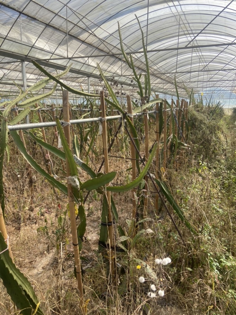 火龙果燕窝果苗转让