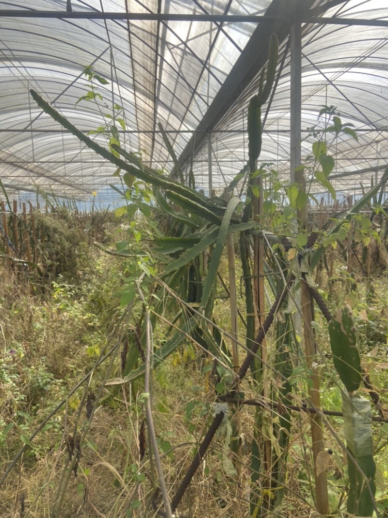 火龙果燕窝果苗转让