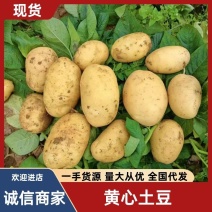 【黄心希森6号土豆】：薯型好芽眼浅表皮光滑，黄心个头大。