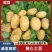【黄心希森6号土豆】：薯型好芽眼浅表皮光滑，黄心个头大。