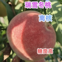 优质瑞雪冬桃苗，晚熟离核品种，口味香甜，