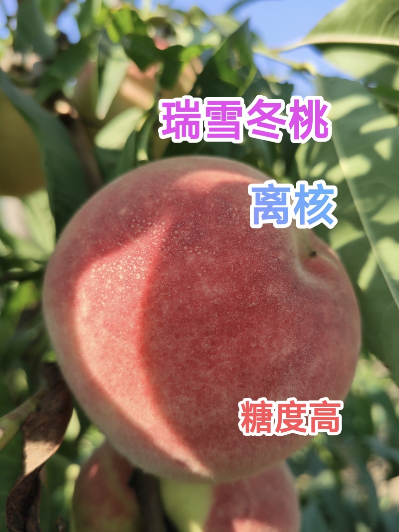 优质瑞雪冬桃苗，晚熟离核品种，口味香甜，
