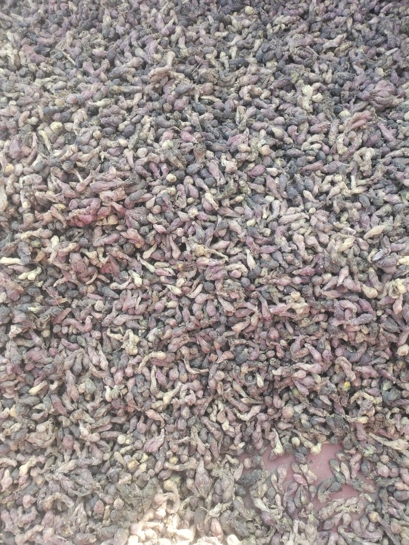 野生款冬花