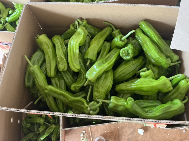广东鲜辣椒全国供应，一手货源，薄皮椒芜湖椒苏椒