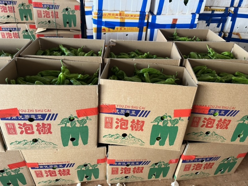 广东鲜辣椒全国供应，一手货源，薄皮椒芜湖椒苏椒