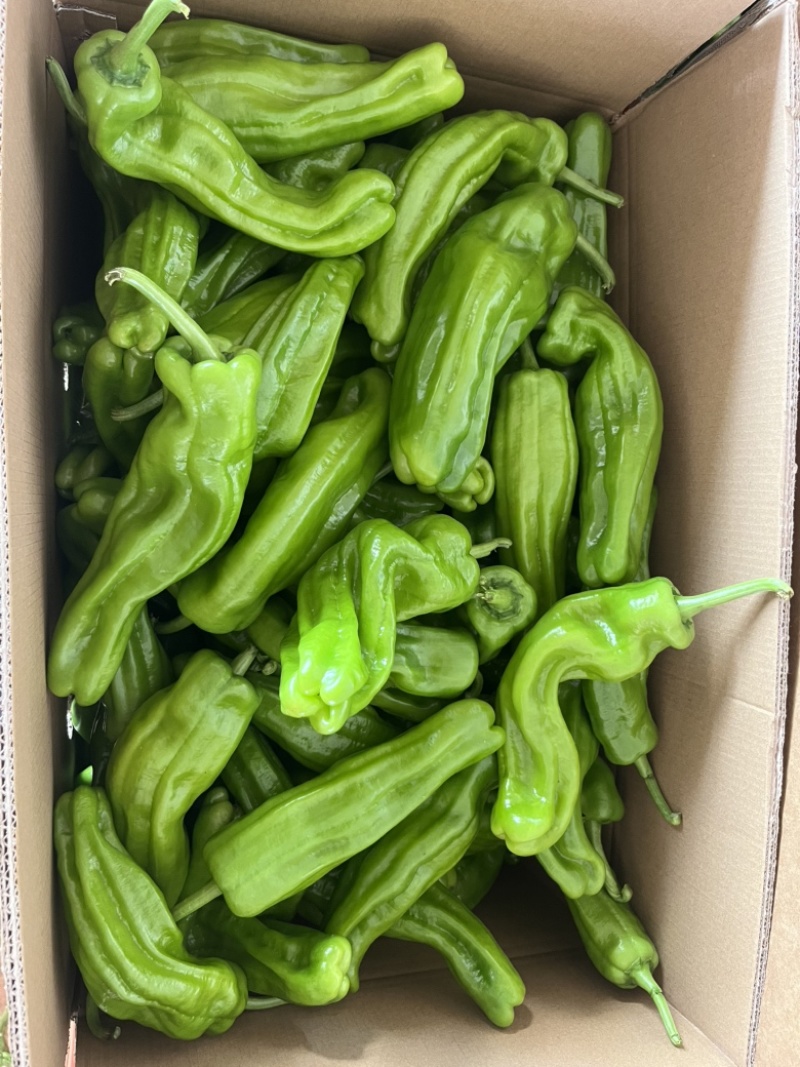 广东鲜辣椒全国供应，一手货源，薄皮椒芜湖椒苏椒