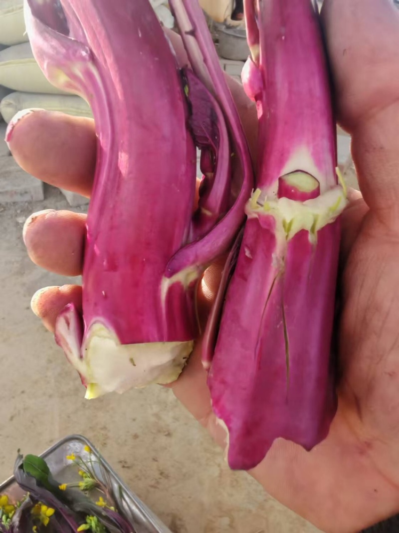菜苔支持视频看货，可发往全国市场