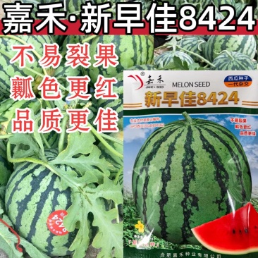 新早佳8424西瓜种子耐裂红瓤甜酥脆薄皮圆西瓜种子籽大田