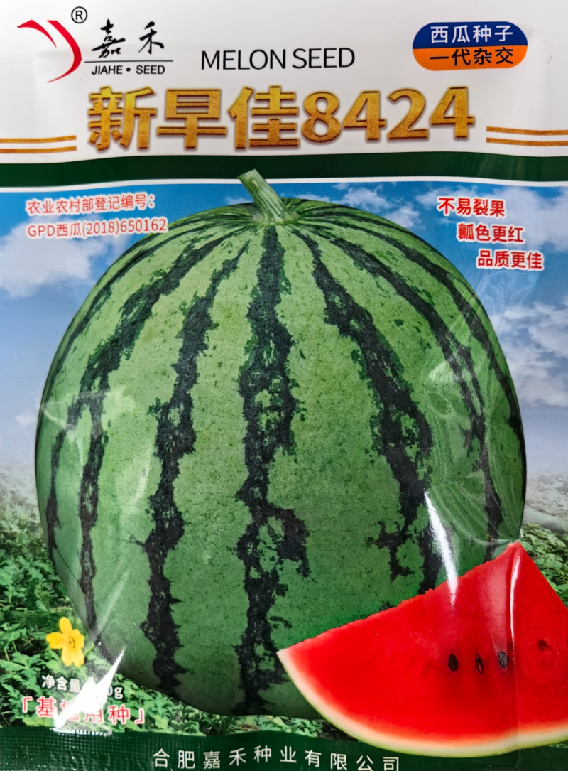 新早佳8424西瓜种子耐裂红瓤甜酥脆薄皮圆西瓜种子籽大田