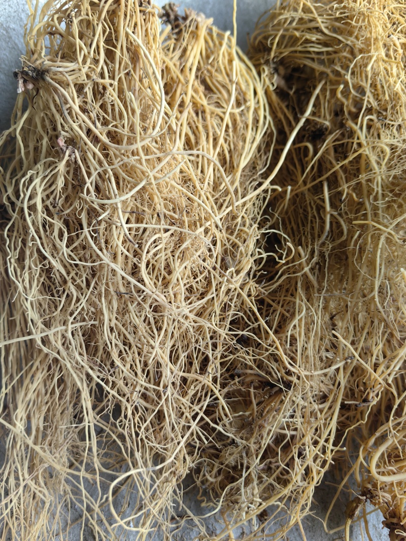 细辛水洗辽细辛北细辛批发各种中药材无杂质产地直销