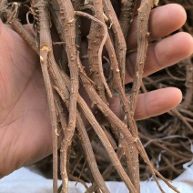 北柴胡切片货产地直发