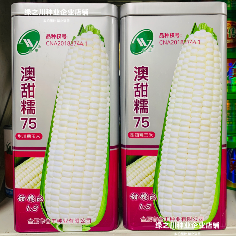 澳甜糯75玉米种子大棒甜加糯玉米种子鲜食白糯玉米种籽