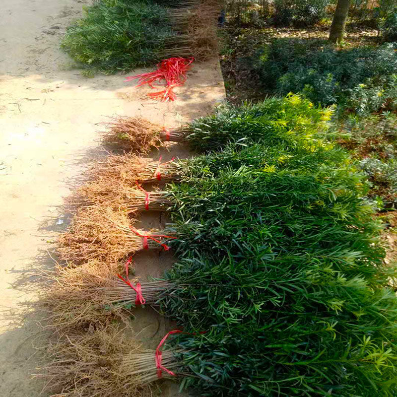 罗汉松树苗罗汉苗庭院盆栽别墅大型绿植造型室内外种