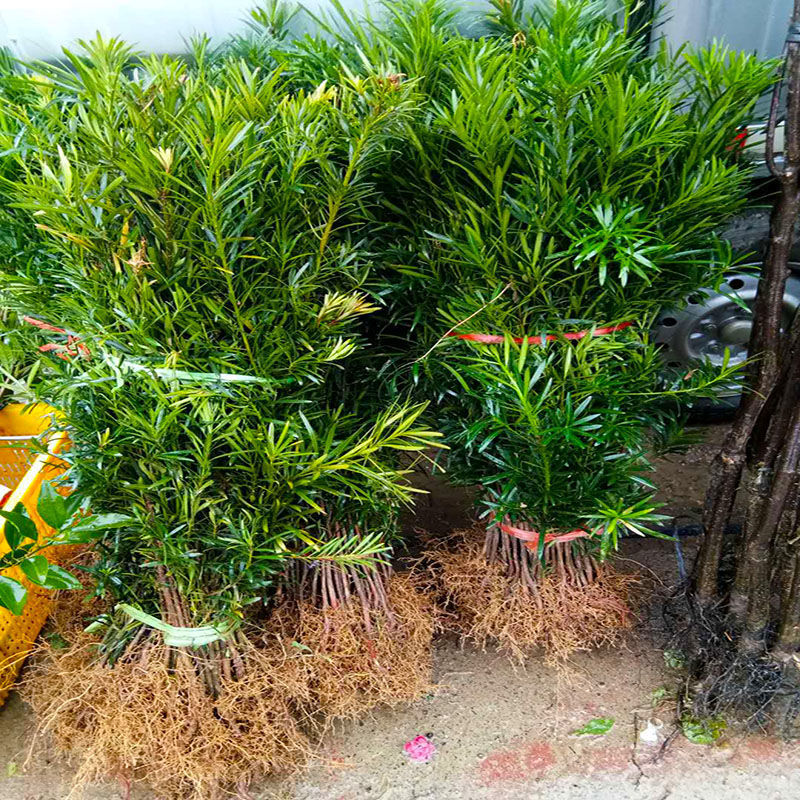 罗汉松树苗罗汉苗庭院盆栽别墅大型绿植造型室内外种