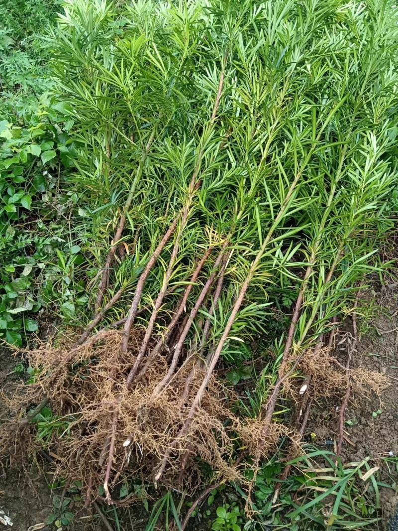 罗汉松树苗罗汉苗庭院盆栽别墅大型绿植造型室内外种